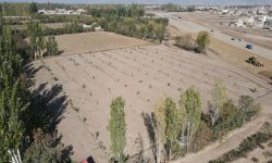 به بهانه ایجاد توتستان توسط شهرداری خوی