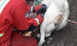 نجات یک قلاده سگ توسط آتش نشانان خویی