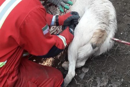 نجات یک قلاده سگ توسط آتش نشانان خویی