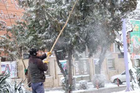 برف تکانی درختان برای جلوگیری از شکستن شاخه‌ها