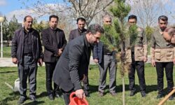 پویش ملی درختکاری سرو ایران با غرس نخستین نهال‌ ها آغاز شد 